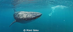 Whale-Shark amd snorkeller in Djibouti, Arta Beach by Marc Grau 